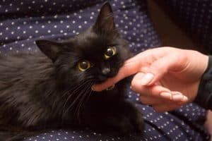 black cat playing with woman hand and biting finger.