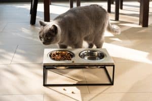 Beautiful British shorthair cat approaching a stylish food bowl made out of concrete and metal frame placed on the floor on a sunny day