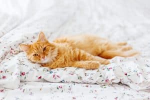 Cute ginger cat lying in bed. Fluffy pet looks sleepy. Cozy home background. Place for text.