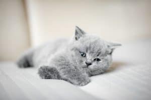 Furry grey kitty laying down lazily lifting his head up. British shorthair cat.