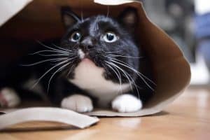 Scared black and white cat