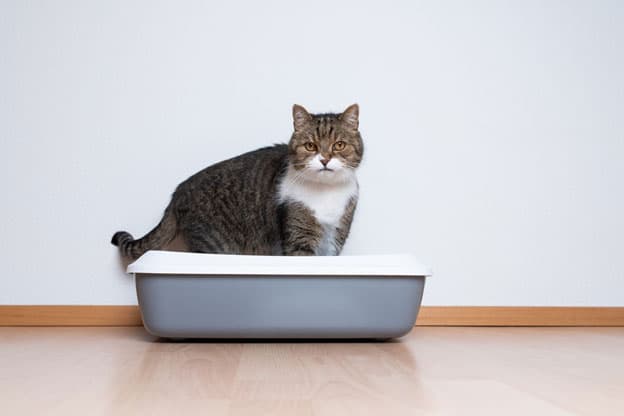 Best Cat Litter for Cats with Allergies